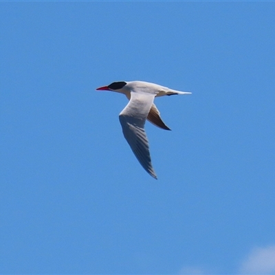 Hydroprogne caspia (Caspian Tern) at Fyshwick, ACT - 19 Nov 2024 by RodDeb