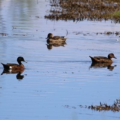 Anas castanea (Chestnut Teal) at Fyshwick, ACT - 19 Nov 2024 by RodDeb