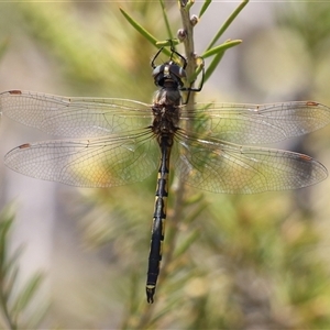 Hemicordulia tau at Fyshwick, ACT - 19 Nov 2024 12:40 PM