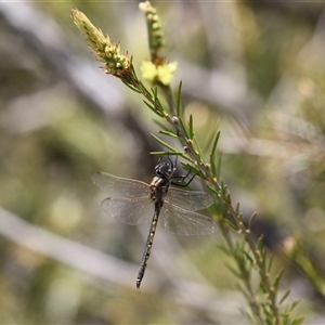 Hemicordulia tau at Fyshwick, ACT - 19 Nov 2024