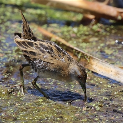 Zapornia pusilla (Baillon's Crake) at Fyshwick, ACT - 19 Nov 2024 by RodDeb