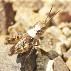 Brachyexarna lobipennis (Stripewinged meadow grasshopper) at Denman Prospect, ACT - 19 Nov 2024 by Harrisi