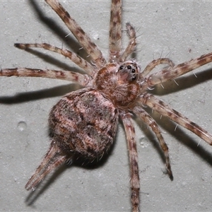 Tamopsis sp. (genus) (Two-tailed spider) at Canberra, ACT by TimL