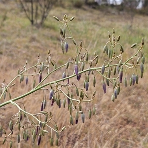 Dianella sp. aff. longifolia (Benambra) at Whitlam, ACT - 19 Nov 2024 08:34 AM