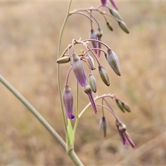 Dianella sp. aff. longifolia (Benambra) at Whitlam, ACT - 19 Nov 2024 08:34 AM