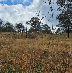 Dianella sp. aff. longifolia (Benambra) at Whitlam, ACT - 19 Nov 2024 08:34 AM