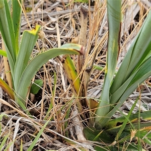 Dianella sp. aff. longifolia (Benambra) at Whitlam, ACT - 19 Nov 2024 08:34 AM