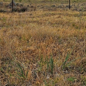 Dianella sp. aff. longifolia (Benambra) at Whitlam, ACT - 19 Nov 2024 08:34 AM