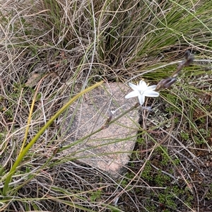 Caesia parviflora var. parviflora (A Grass-lily) at Oallen, NSW by mainsprite