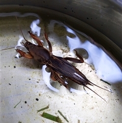 Gryllotalpa sp. (genus) (Mole Cricket) at Unanderra, NSW - 20 Nov 2024 by PaperbarkNativeBees