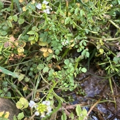 Rorippa nasturtium-aquaticum at Macnamara, ACT - 20 Nov 2024 08:17 AM