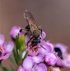 Lasioglossum sp. (Furrow Bee) at Penrose, NSW - 16 Nov 2024 by Aussiegall