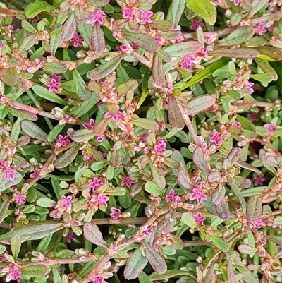 Polygonum plebeium (Small Knotweed) at Isaacs, ACT - 19 Nov 2024 by Mike