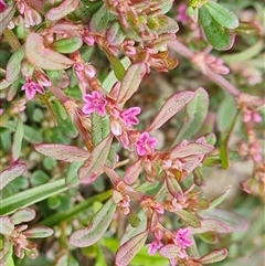 Polygonum plebeium at Isaacs, ACT - 20 Nov 2024