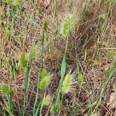 Cynosurus echinatus (Rough Dog's Tail Grass) at Fadden, ACT - 19 Nov 2024 by Mike