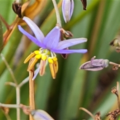 Dianella revoluta var. revoluta (Black-Anther Flax Lily) at Fadden, ACT - 20 Nov 2024 by Mike