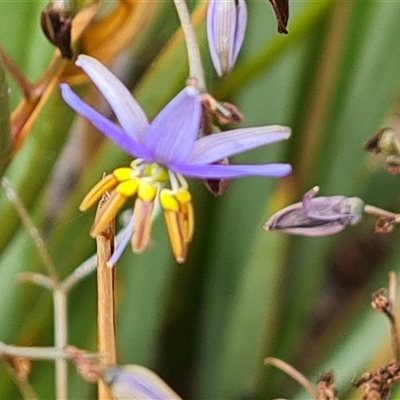 Dianella revoluta var. revoluta (Black-Anther Flax Lily) at Fadden, ACT - 19 Nov 2024 by Mike