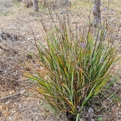 Dianella revoluta var. revoluta at Fadden, ACT - 20 Nov 2024