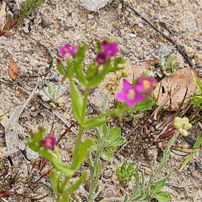 Centaurium erythraea (Common Centaury) at Isaacs, ACT - 20 Nov 2024 by Mike