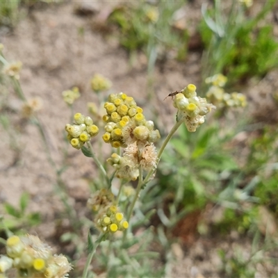 Pseudognaphalium luteoalbum (Jersey Cudweed) at Isaacs, ACT - 20 Nov 2024 by Mike