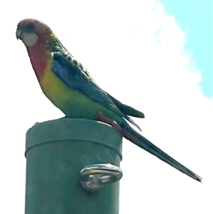 Platycercus eximius at Bungendore, NSW - suppressed