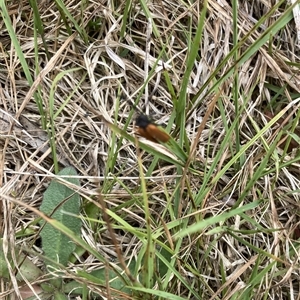 Porrostoma sp. (genus) at Lyons, ACT - 20 Nov 2024 10:07 AM