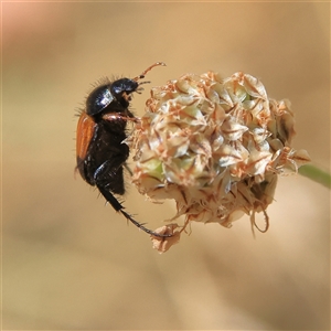 Phyllotocus macleayi at Higgins, ACT - 19 Nov 2024