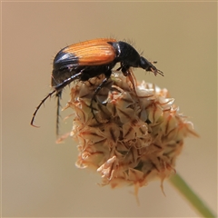 Phyllotocus macleayi at Higgins, ACT - 19 Nov 2024