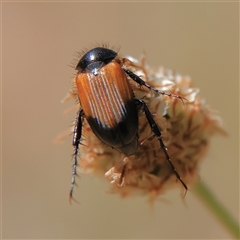 Phyllotocus macleayi at Higgins, ACT - 19 Nov 2024