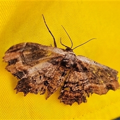 Pholodes sinistraria (Sinister or Frilled Bark Moth) at Whitlam, ACT - 20 Nov 2024 by Wolfdogg