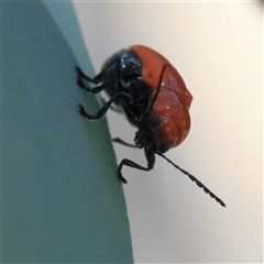 Aporocera (Aporocera) haematodes (A case bearing leaf beetle) at Higgins, ACT - 19 Nov 2024 by MichaelWenke