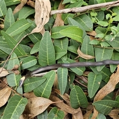 Cacophis harriettae at Middle Ridge, QLD - 18 Feb 2024 11:25 AM
