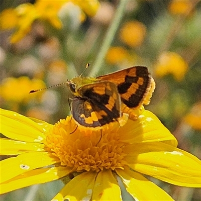 Ocybadistes walkeri (Green Grass-dart) at Fyshwick, ACT - 20 Nov 2024 by MatthewFrawley