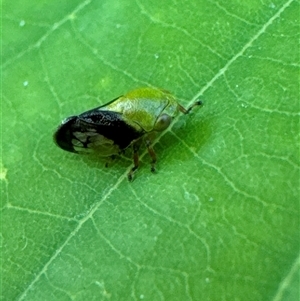 Chaetophyes compacta (Tube spittlebug) at Aranda, ACT by Jubeyjubes