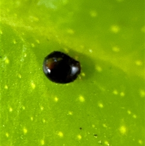 Coccinellidae (family) at Aranda, ACT - 19 Nov 2024