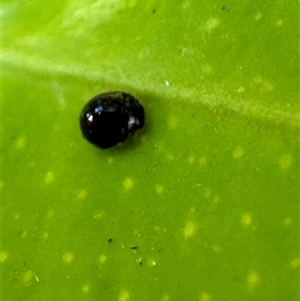 Coccinellidae (family) at Aranda, ACT - 19 Nov 2024