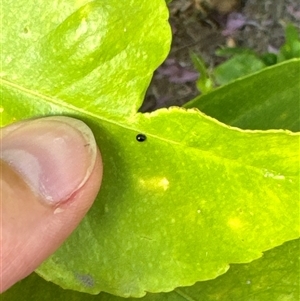 Coccinellidae (family) at Aranda, ACT - 19 Nov 2024