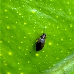 Corticariinae (subfamily) at Aranda, ACT - 19 Nov 2024 06:18 PM