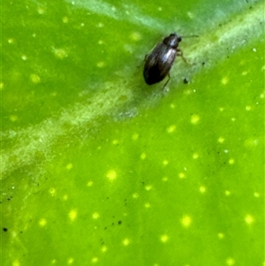 Corticariinae (subfamily) at Aranda, ACT - 19 Nov 2024 06:18 PM