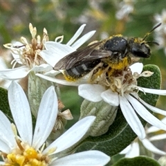 Lasioglossum (Chilalictus) sp. (genus & subgenus) (Halictid bee) at Aranda, ACT - 19 Nov 2024 by Jubeyjubes