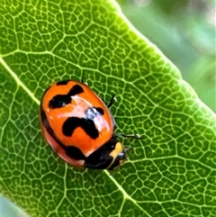 Coccinella transversalis (Transverse Ladybird) at Aranda, ACT - 19 Nov 2024 by Jubeyjubes