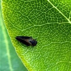 Psyllidae sp. (family) (Unidentified psyllid or lerp insect) at Aranda, ACT - 18 Nov 2024 by Jubeyjubes