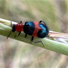 Dicranolaius bellulus (Red and Blue Pollen Beetle) at Aranda, ACT - 19 Nov 2024 by Jubeyjubes