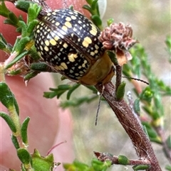 Paropsis pictipennis (Tea-tree button beetle) at Aranda, ACT - 19 Nov 2024 by Jubeyjubes