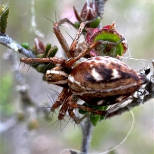 Oxyopes sp. (genus) at Aranda, ACT - 20 Nov 2024