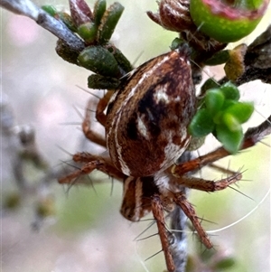 Oxyopes sp. (genus) at Aranda, ACT - 20 Nov 2024