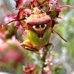 Eupolemus angularis (Acanthosomatid bug) at Aranda, ACT - 19 Nov 2024 by Jubeyjubes