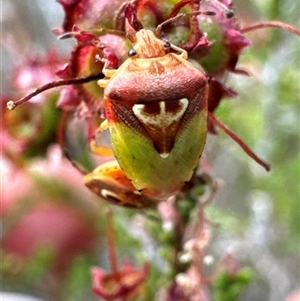 Eupolemus angularis (Acanthosomatid bug) at Aranda, ACT by Jubeyjubes