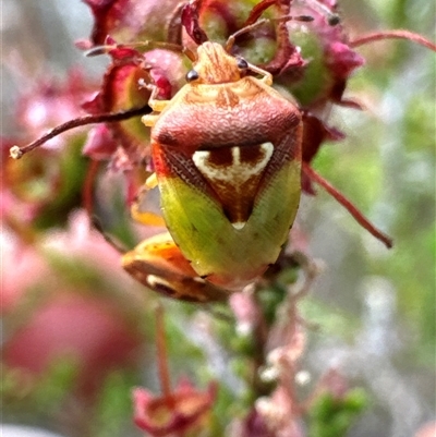 Eupolemus angularis (Acanthosomatid bug) at Aranda, ACT - 19 Nov 2024 by Jubeyjubes