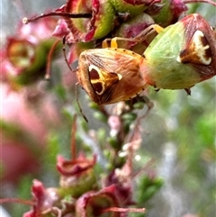 Eupolemus angularis at Aranda, ACT - 20 Nov 2024